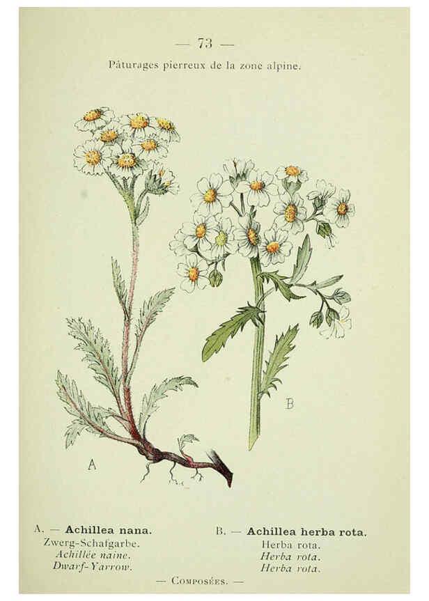 Reproducción/Reproduction 6298282609: Nouvelle flore coloriée de poche des Alpes et des Pyrénées. v.1. Paris,Klincksieck,1906-1912