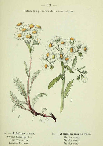Reproducción/Reproduction 6298282609: Nouvelle flore coloriée de poche des Alpes et des Pyrénées. v.1. Paris,Klincksieck,1906-1912