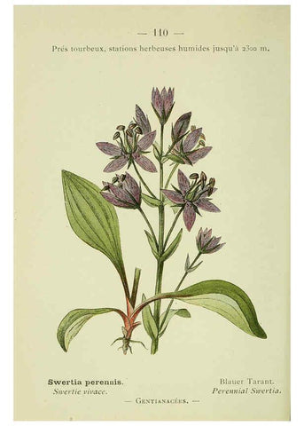 Reproducción/Reproduction 6298824960: Nouvelle flore coloriée de poche des Alpes et des Pyrénées. v.1. Paris,Klincksieck,1906-1912