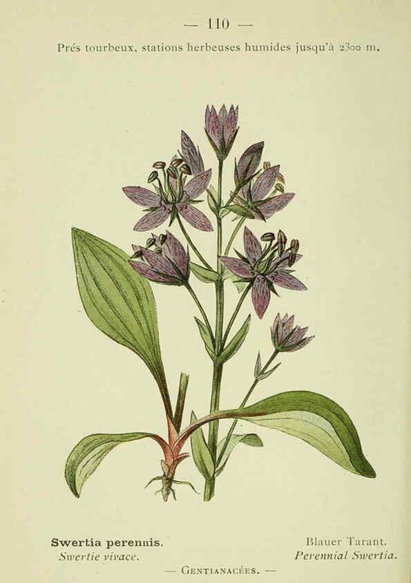 Reproducción/Reproduction 6298824960: Nouvelle flore coloriée de poche des Alpes et des Pyrénées. v.1. Paris,Klincksieck,1906-1912