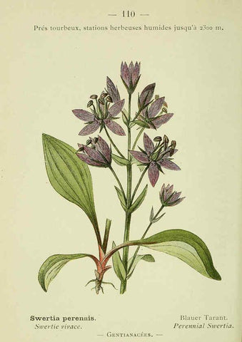 Reproducción/Reproduction 6298824960: Nouvelle flore coloriée de poche des Alpes et des Pyrénées. v.1. Paris,Klincksieck,1906-1912
