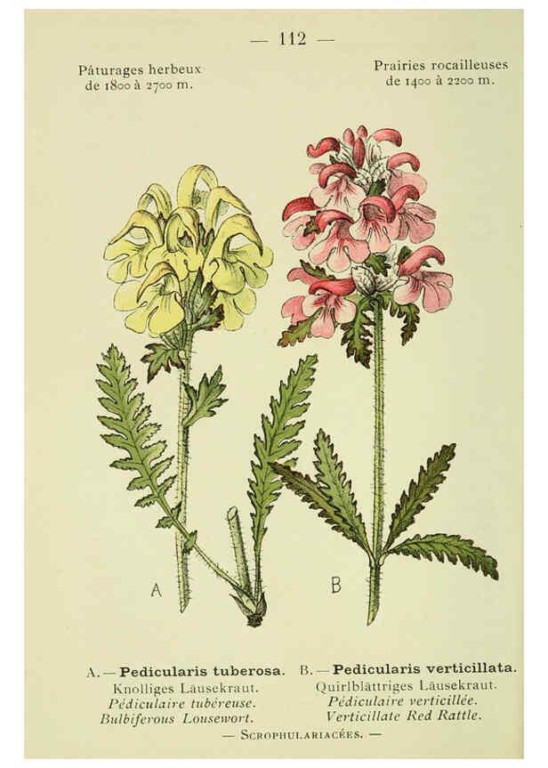 Reproducción/Reproduction 6298825508: Nouvelle flore coloriée de poche des Alpes et des Pyrénées. v.1. Paris,Klincksieck,1906-1912