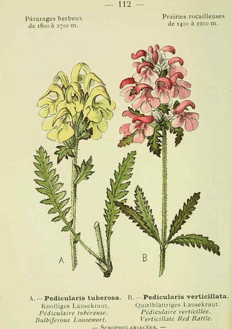 Reproducción/Reproduction 6298825508: Nouvelle flore coloriée de poche des Alpes et des Pyrénées. v.1. Paris,Klincksieck,1906-1912
