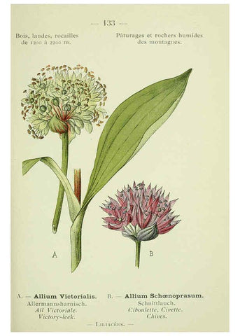Reproducción/Reproduction 6298831138: Nouvelle flore coloriée de poche des Alpes et des Pyrénées. v.1. Paris,Klincksieck,1906-1912