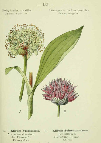 Reproducción/Reproduction 6298831138: Nouvelle flore coloriée de poche des Alpes et des Pyrénées. v.1. Paris,Klincksieck,1906-1912