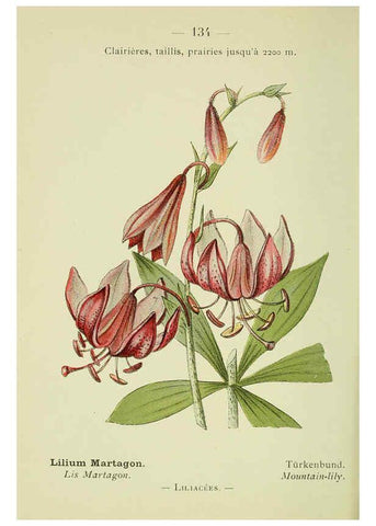 Reproducción/Reproduction 6298300451: Nouvelle flore coloriée de poche des Alpes et des Pyrénées. v.1. Paris,Klincksieck,1906-1912