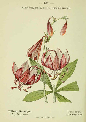 Reproducción/Reproduction 6298300451: Nouvelle flore coloriée de poche des Alpes et des Pyrénées. v.1. Paris,Klincksieck,1906-1912