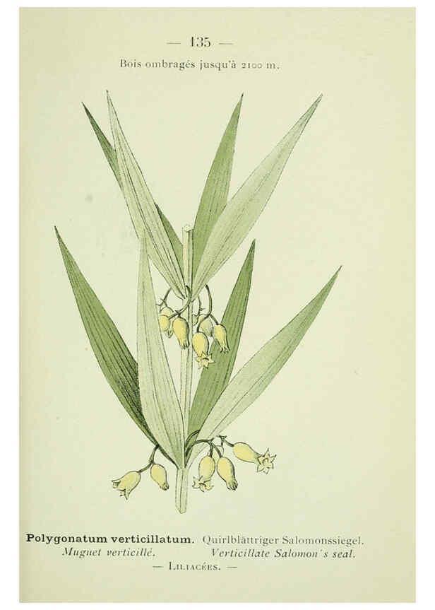 Reproducción/Reproduction 6298300641: Nouvelle flore coloriée de poche des Alpes et des Pyrénées. v.1. Paris,Klincksieck,1906-1912
