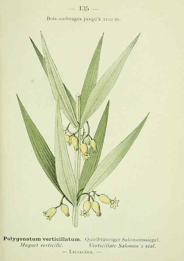 Reproducción/Reproduction 6298300641: Nouvelle flore coloriée de poche des Alpes et des Pyrénées. v.1. Paris,Klincksieck,1906-1912