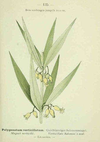 Reproducción/Reproduction 6298300641: Nouvelle flore coloriée de poche des Alpes et des Pyrénées. v.1. Paris,Klincksieck,1906-1912