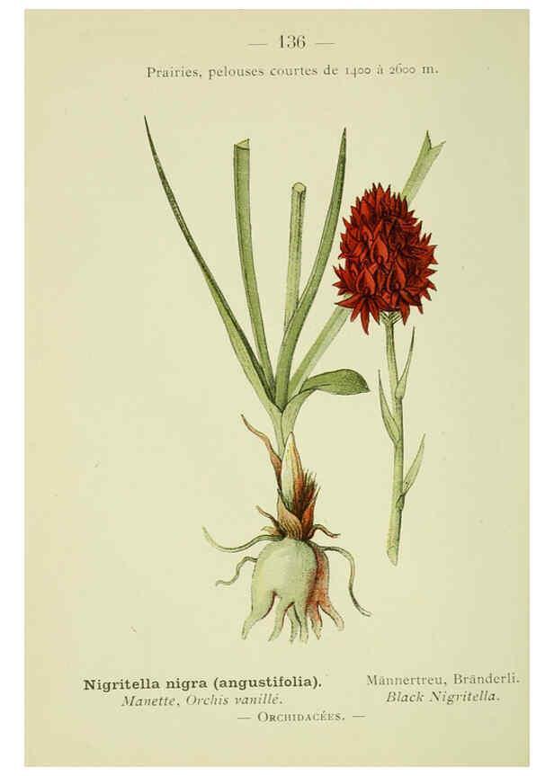 Reproducción/Reproduction 6298832014: Nouvelle flore coloriée de poche des Alpes et des Pyrénées. v.1. Paris,Klincksieck,1906-1912