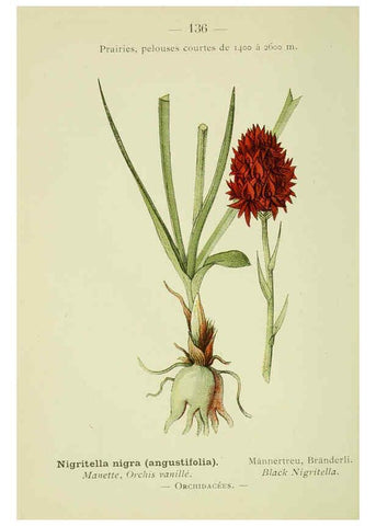 Reproducción/Reproduction 6298832014: Nouvelle flore coloriée de poche des Alpes et des Pyrénées. v.1. Paris,Klincksieck,1906-1912