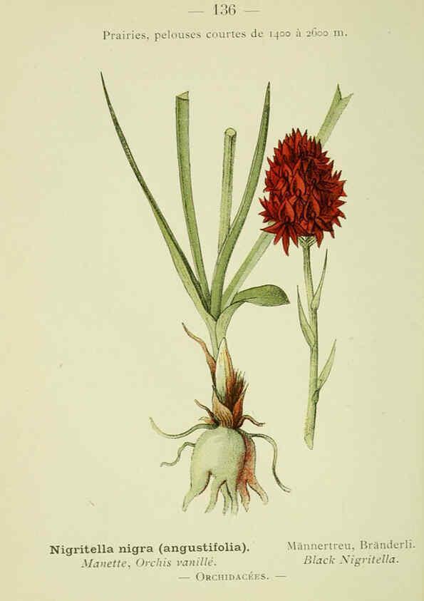 Reproducción/Reproduction 6298832014: Nouvelle flore coloriée de poche des Alpes et des Pyrénées. v.1. Paris,Klincksieck,1906-1912