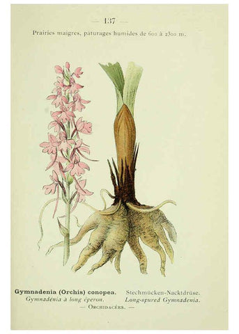 Reproducción/Reproduction 6298832236: Nouvelle flore coloriée de poche des Alpes et des Pyrénées. v.1. Paris,Klincksieck,1906-1912
