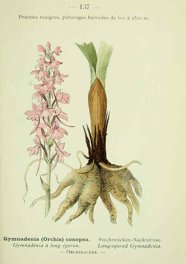 Reproducción/Reproduction 6298832236: Nouvelle flore coloriée de poche des Alpes et des Pyrénées. v.1. Paris,Klincksieck,1906-1912