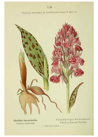 Reproducción/Reproduction 6298301623: Nouvelle flore coloriée de poche des Alpes et des Pyrénées. v.1. Paris,Klincksieck,1906-1912