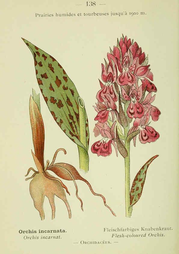 Reproducción/Reproduction 6298301623: Nouvelle flore coloriée de poche des Alpes et des Pyrénées. v.1. Paris,Klincksieck,1906-1912