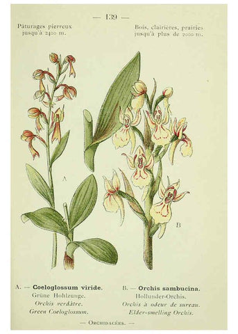 Reproducción/Reproduction 6298832648: Nouvelle flore coloriée de poche des Alpes et des Pyrénées. v.1. Paris,Klincksieck,1906-1912