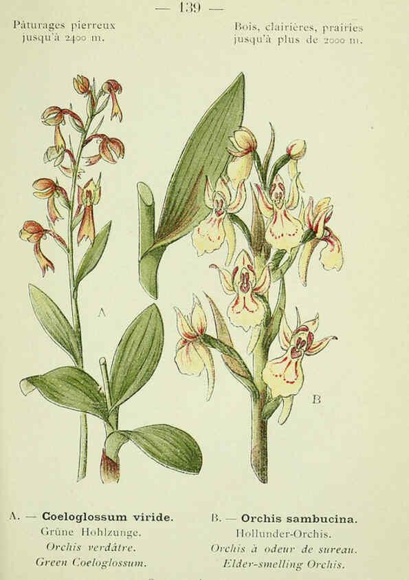 Reproducción/Reproduction 6298832648: Nouvelle flore coloriée de poche des Alpes et des Pyrénées. v.1. Paris,Klincksieck,1906-1912