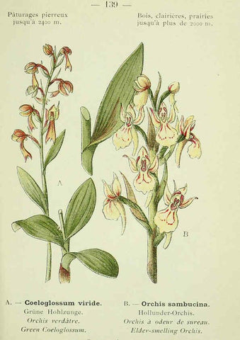 Reproducción/Reproduction 6298832648: Nouvelle flore coloriée de poche des Alpes et des Pyrénées. v.1. Paris,Klincksieck,1906-1912