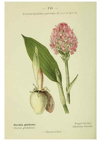Reproducción/Reproduction 6298833000: Nouvelle flore coloriée de poche des Alpes et des Pyrénées. v.1. Paris,Klincksieck,1906-1912