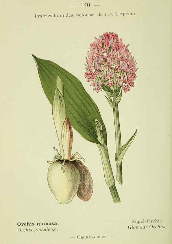 Reproducción/Reproduction 6298833000: Nouvelle flore coloriée de poche des Alpes et des Pyrénées. v.1. Paris,Klincksieck,1906-1912