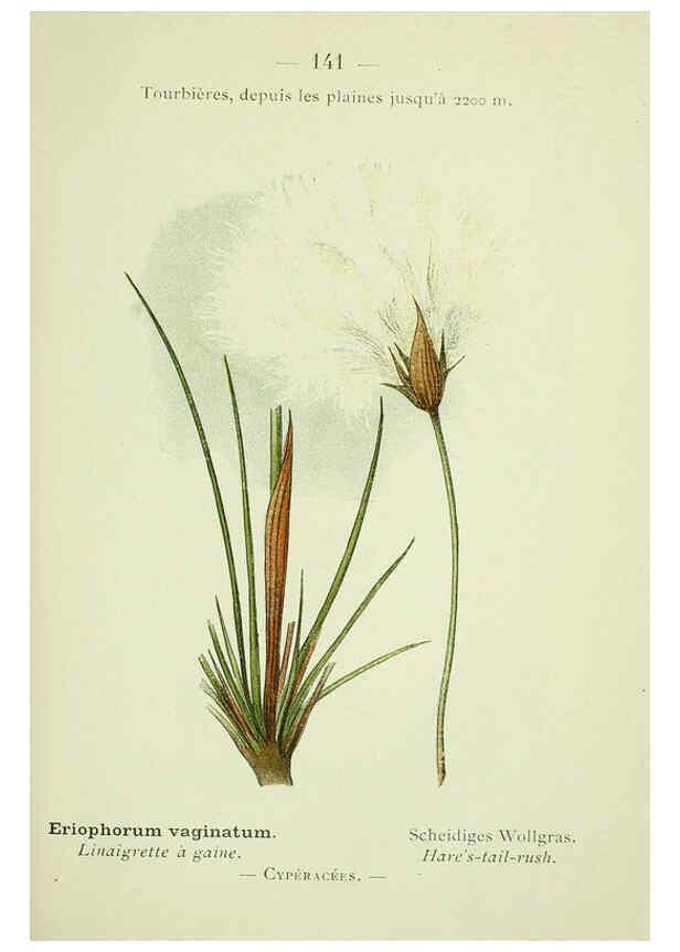 Reproducción/Reproduction 6298833212: Nouvelle flore coloriée de poche des Alpes et des Pyrénées. v.1. Paris,Klincksieck,1906-1912