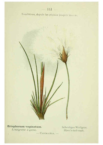 Reproducción/Reproduction 6298833212: Nouvelle flore coloriée de poche des Alpes et des Pyrénées. v.1. Paris,Klincksieck,1906-1912