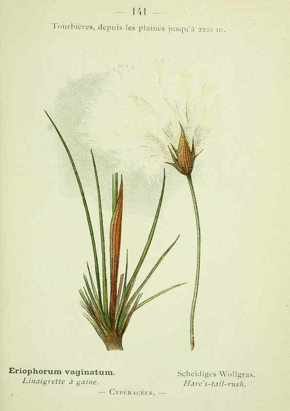 Reproducción/Reproduction 6298833212: Nouvelle flore coloriée de poche des Alpes et des Pyrénées. v.1. Paris,Klincksieck,1906-1912