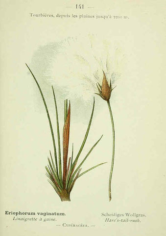 Reproducción/Reproduction 6298833212: Nouvelle flore coloriée de poche des Alpes et des Pyrénées. v.1. Paris,Klincksieck,1906-1912