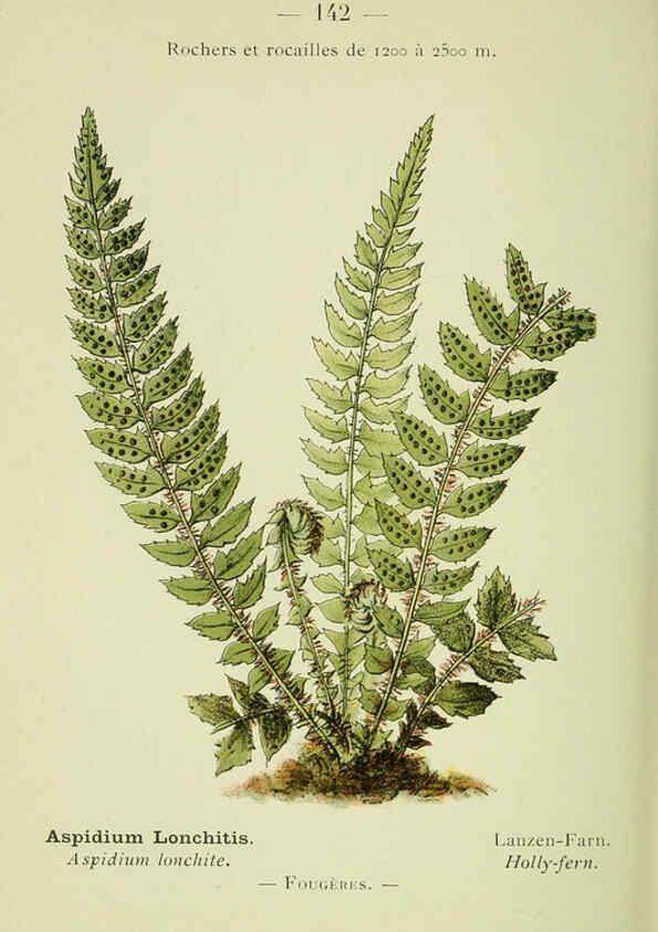 Reproducción/Reproduction 6298833546: Nouvelle flore coloriée de poche des Alpes et des Pyrénées. v.1. Paris,Klincksieck,1906-1912
