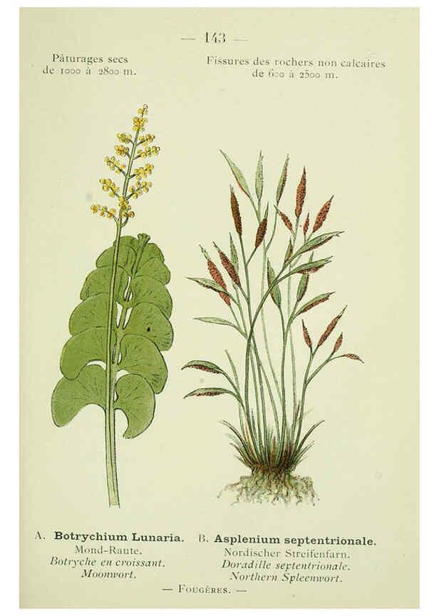 Reproducción/Reproduction 6298303043: Nouvelle flore coloriée de poche des Alpes et des Pyrénées. v.1. Paris,Klincksieck,1906-1912