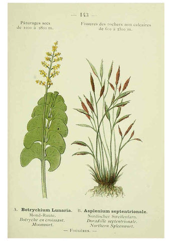 Reproducción/Reproduction 6298303043: Nouvelle flore coloriée de poche des Alpes et des Pyrénées. v.1. Paris,Klincksieck,1906-1912