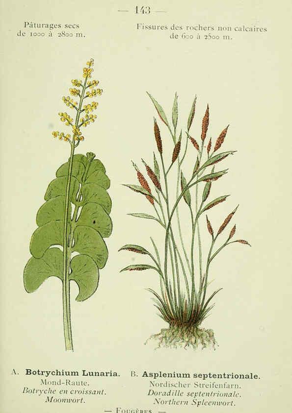 Reproducción/Reproduction 6298303043: Nouvelle flore coloriée de poche des Alpes et des Pyrénées. v.1. Paris,Klincksieck,1906-1912