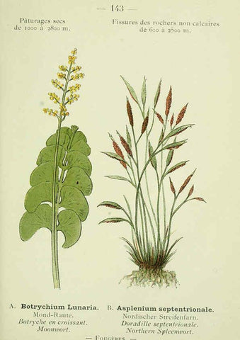 Reproducción/Reproduction 6298303043: Nouvelle flore coloriée de poche des Alpes et des Pyrénées. v.1. Paris,Klincksieck,1906-1912
