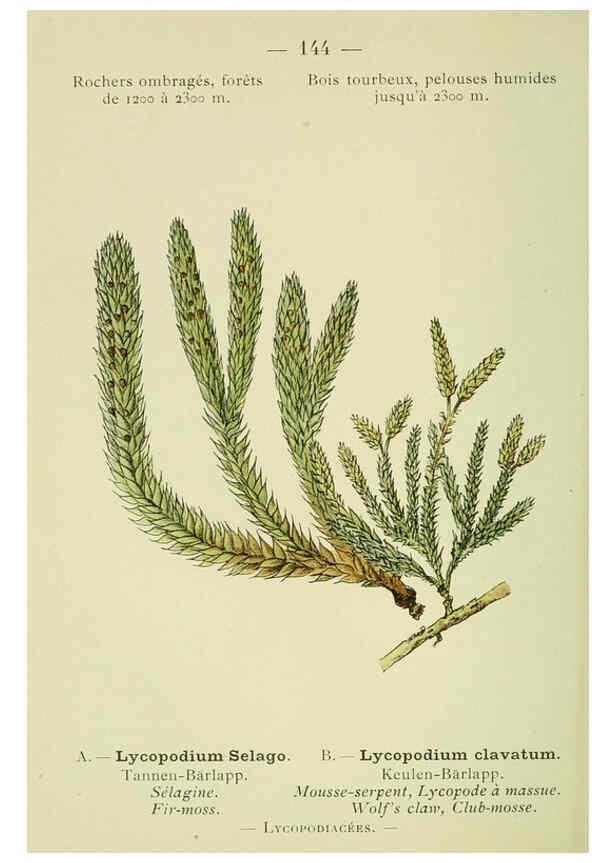 Reproducción/Reproduction 6298303349: Nouvelle flore coloriée de poche des Alpes et des Pyrénées. v.1. Paris,Klincksieck,1906-1912