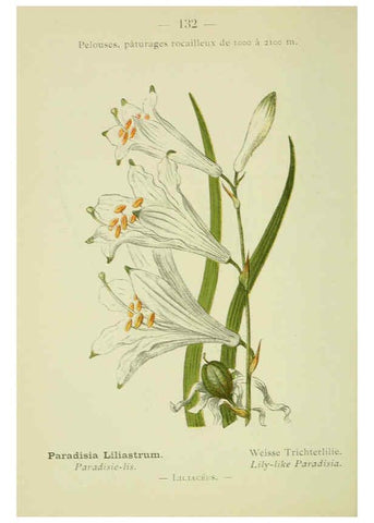 Reproducción/Reproduction 6298299765: Nouvelle flore coloriée de poche des Alpes et des Pyrénées. v.1. Paris,Klincksieck,1906-1912