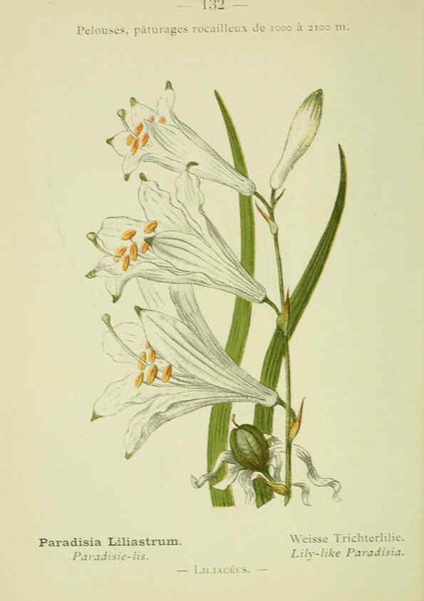 Reproducción/Reproduction 6298299765: Nouvelle flore coloriée de poche des Alpes et des Pyrénées. v.1. Paris,Klincksieck,1906-1912
