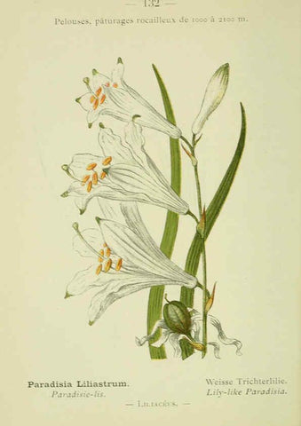 Reproducción/Reproduction 6298299765: Nouvelle flore coloriée de poche des Alpes et des Pyrénées. v.1. Paris,Klincksieck,1906-1912