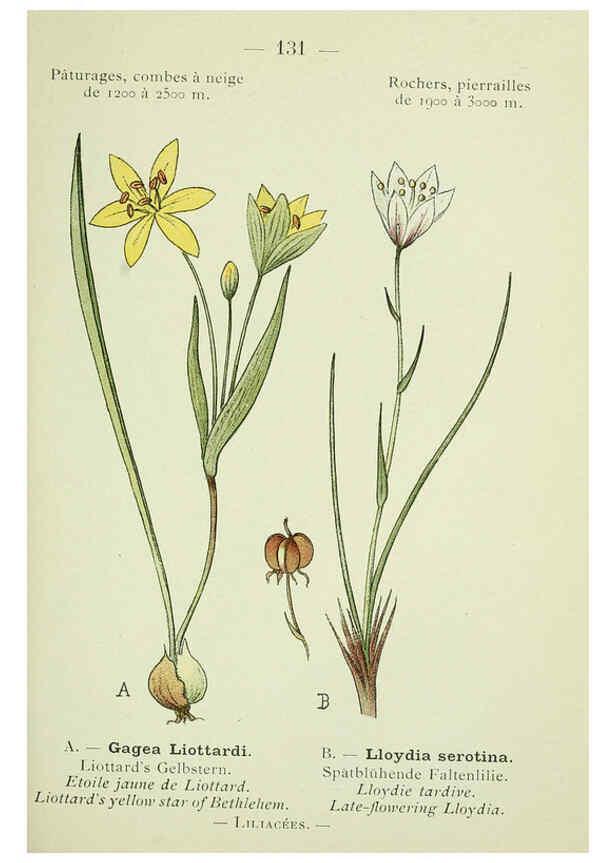 Reproducción/Reproduction 6298830308: Nouvelle flore coloriée de poche des Alpes et des Pyrénées. v.1. Paris,Klincksieck,1906-1912