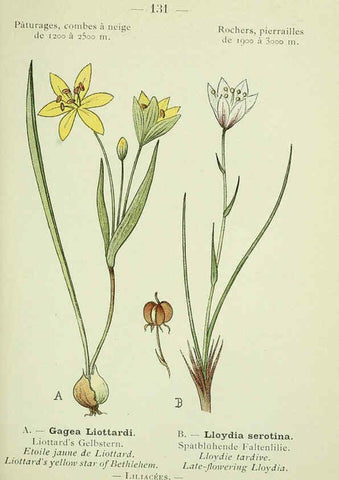 Reproducción/Reproduction 6298830308: Nouvelle flore coloriée de poche des Alpes et des Pyrénées. v.1. Paris,Klincksieck,1906-1912