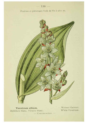 Reproducción/Reproduction 6298829966: Nouvelle flore coloriée de poche des Alpes et des Pyrénées. v.1. Paris,Klincksieck,1906-1912
