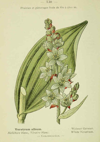 Reproducción/Reproduction 6298829966: Nouvelle flore coloriée de poche des Alpes et des Pyrénées. v.1. Paris,Klincksieck,1906-1912