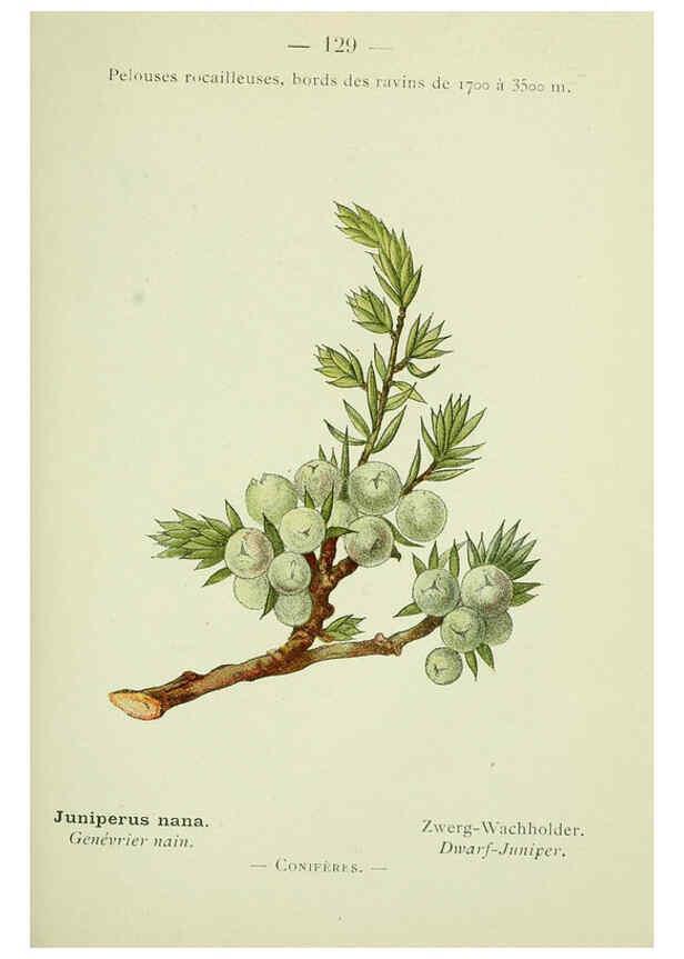 Reproducción/Reproduction 6298829760: Nouvelle flore coloriée de poche des Alpes et des Pyrénées. v.1. Paris,Klincksieck,1906-1912