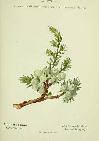 Reproducción/Reproduction 6298829760: Nouvelle flore coloriée de poche des Alpes et des Pyrénées. v.1. Paris,Klincksieck,1906-1912