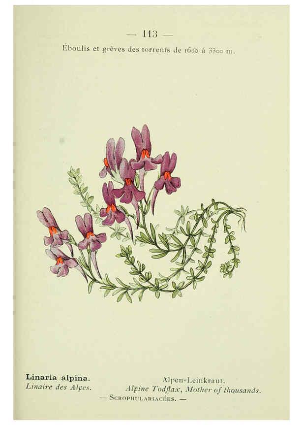 Reproducción/Reproduction 6298294735: Nouvelle flore coloriée de poche des Alpes et des Pyrénées. v.1. Paris,Klincksieck,1906-1912