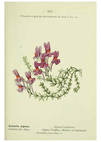 Reproducción/Reproduction 6298294735: Nouvelle flore coloriée de poche des Alpes et des Pyrénées. v.1. Paris,Klincksieck,1906-1912