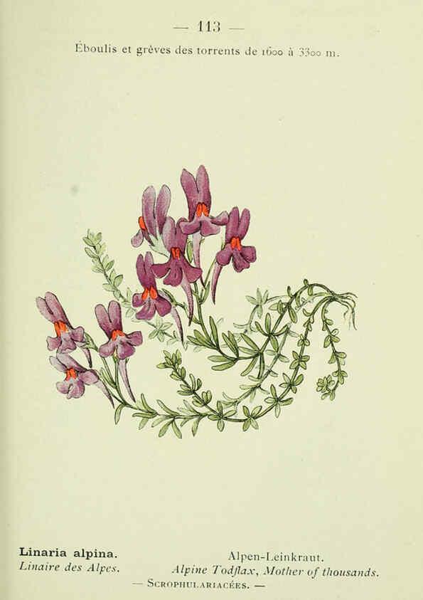 Reproducción/Reproduction 6298294735: Nouvelle flore coloriée de poche des Alpes et des Pyrénées. v.1. Paris,Klincksieck,1906-1912