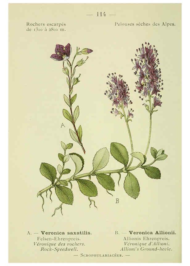 Reproducción/Reproduction 6298295057: Nouvelle flore coloriée de poche des Alpes et des Pyrénées. v.1. Paris,Klincksieck,1906-1912