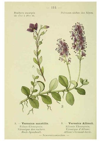 Reproducción/Reproduction 6298295057: Nouvelle flore coloriée de poche des Alpes et des Pyrénées. v.1. Paris,Klincksieck,1906-1912